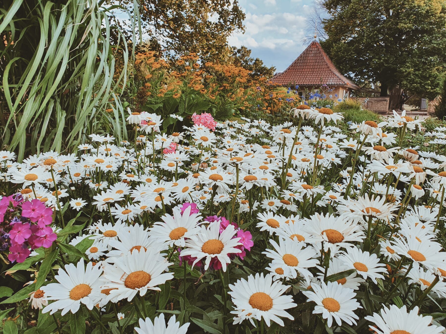 Üppige Blumenwiese im Vordergrund mit weißen Margeriten und mit einem kleinen Haus im Hintergrund.