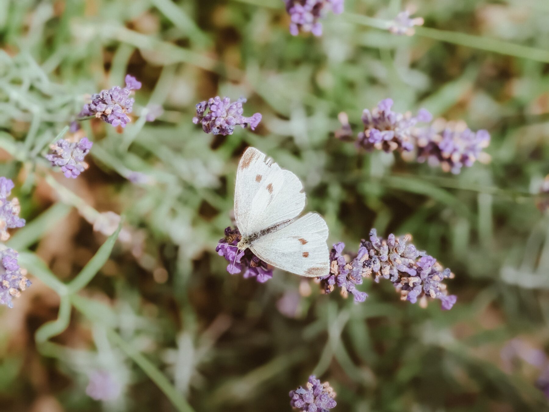 Lavendelblüten mit einem weißen Schmetterling.