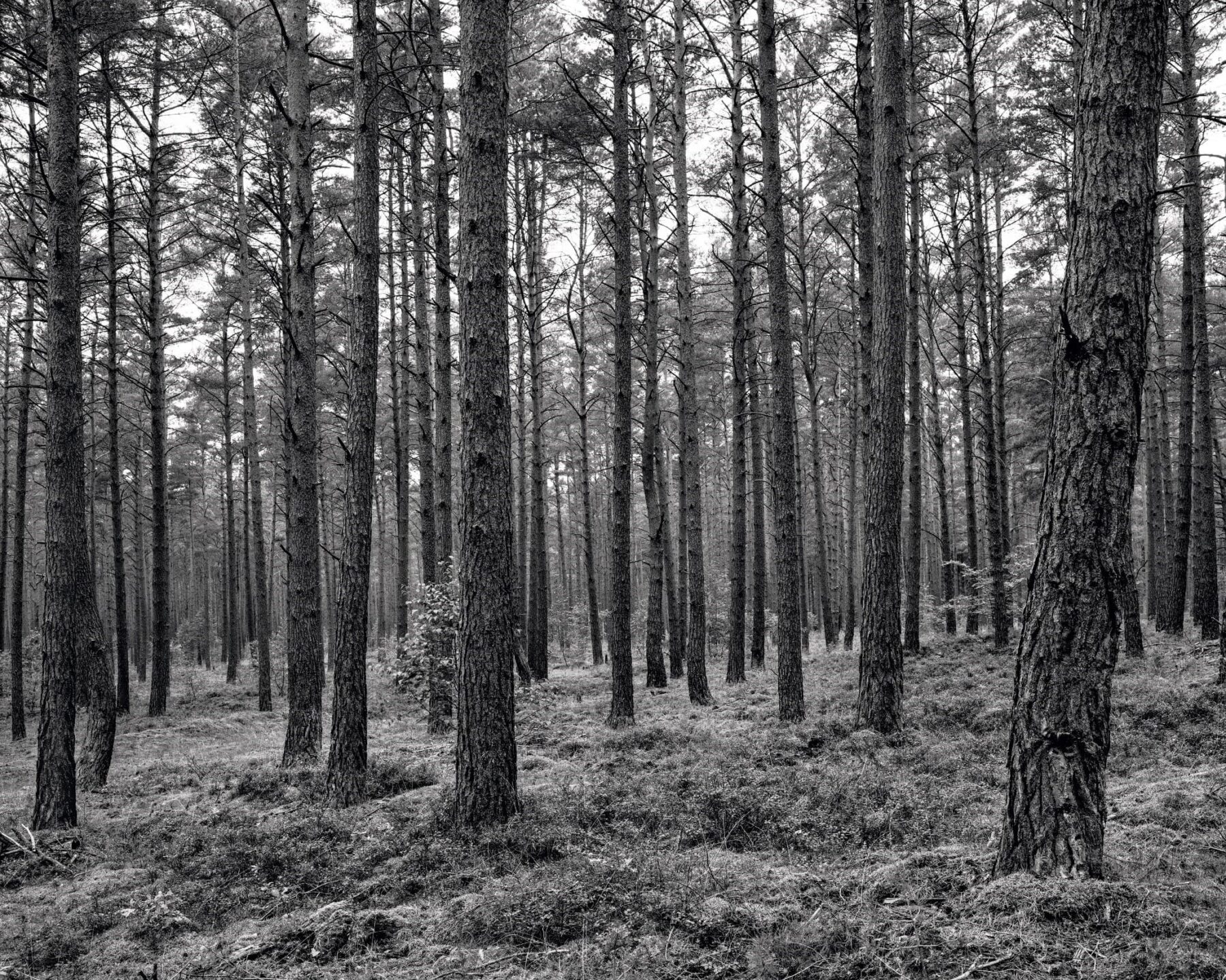 AnneHeinlein, Wald bei Krienke, 2020, © Künstlerin