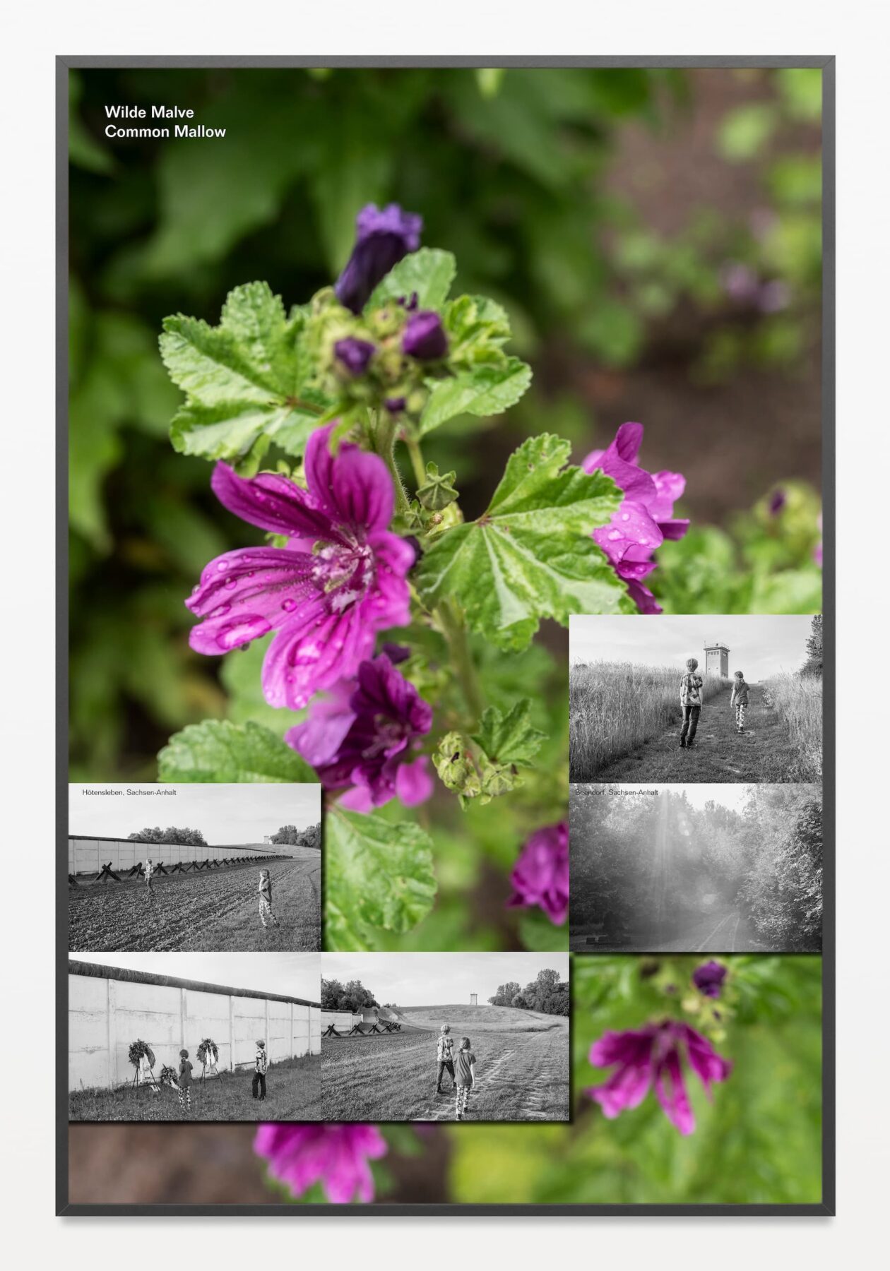 Collage mit Blumen- und Pflanzenbilden in Farbe und s/w