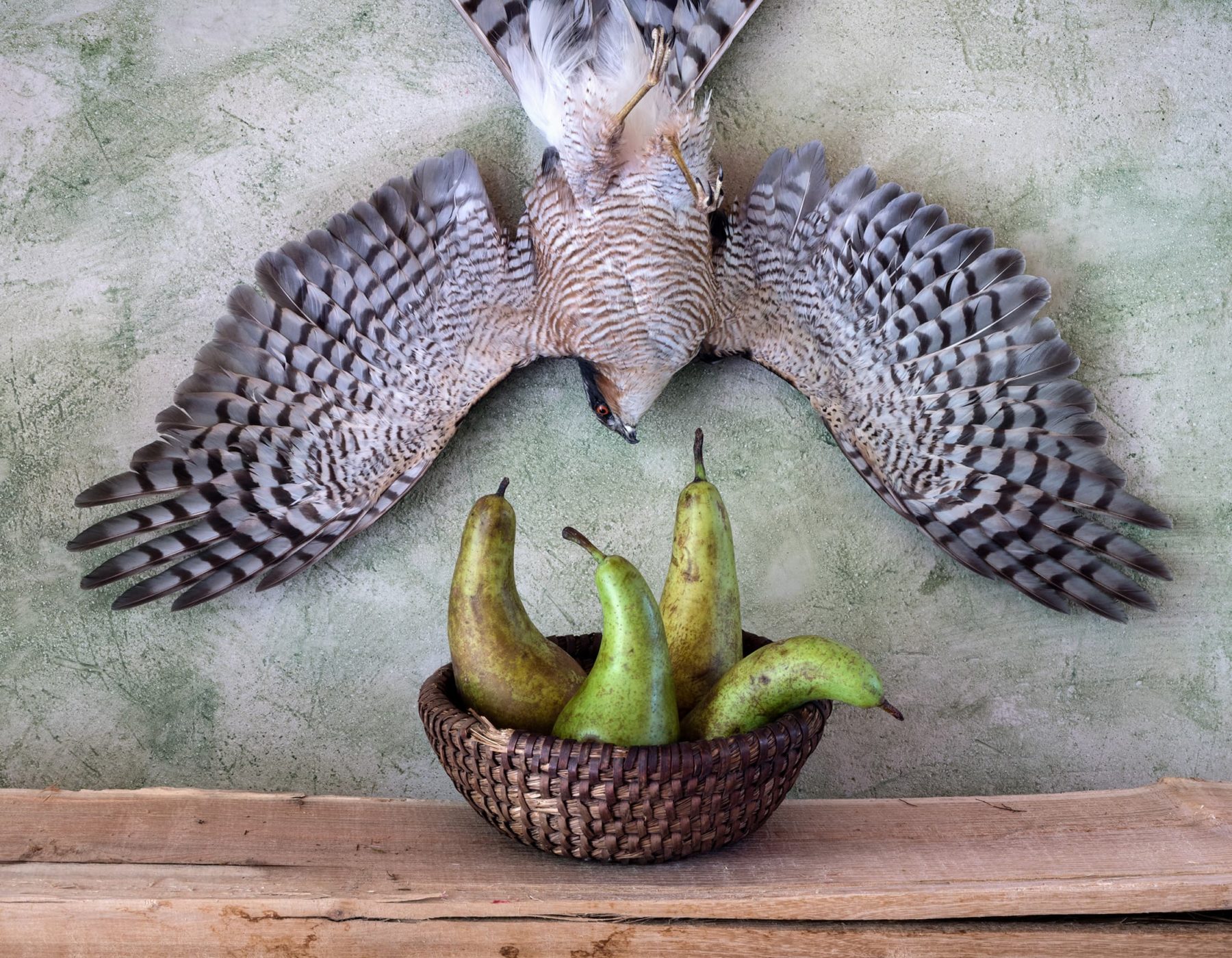 Raubvogel hängt kopfüber mt ausgebreiteten Flügel an der Wand, darunter ein Brotkorb mit 4 Birnen