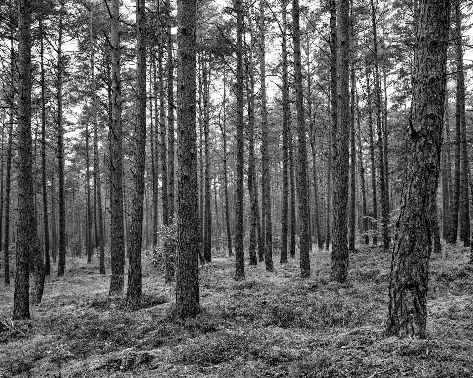 Schwarz-weiß Fotografie eines Waldstückes in der Nähe von Krienke.