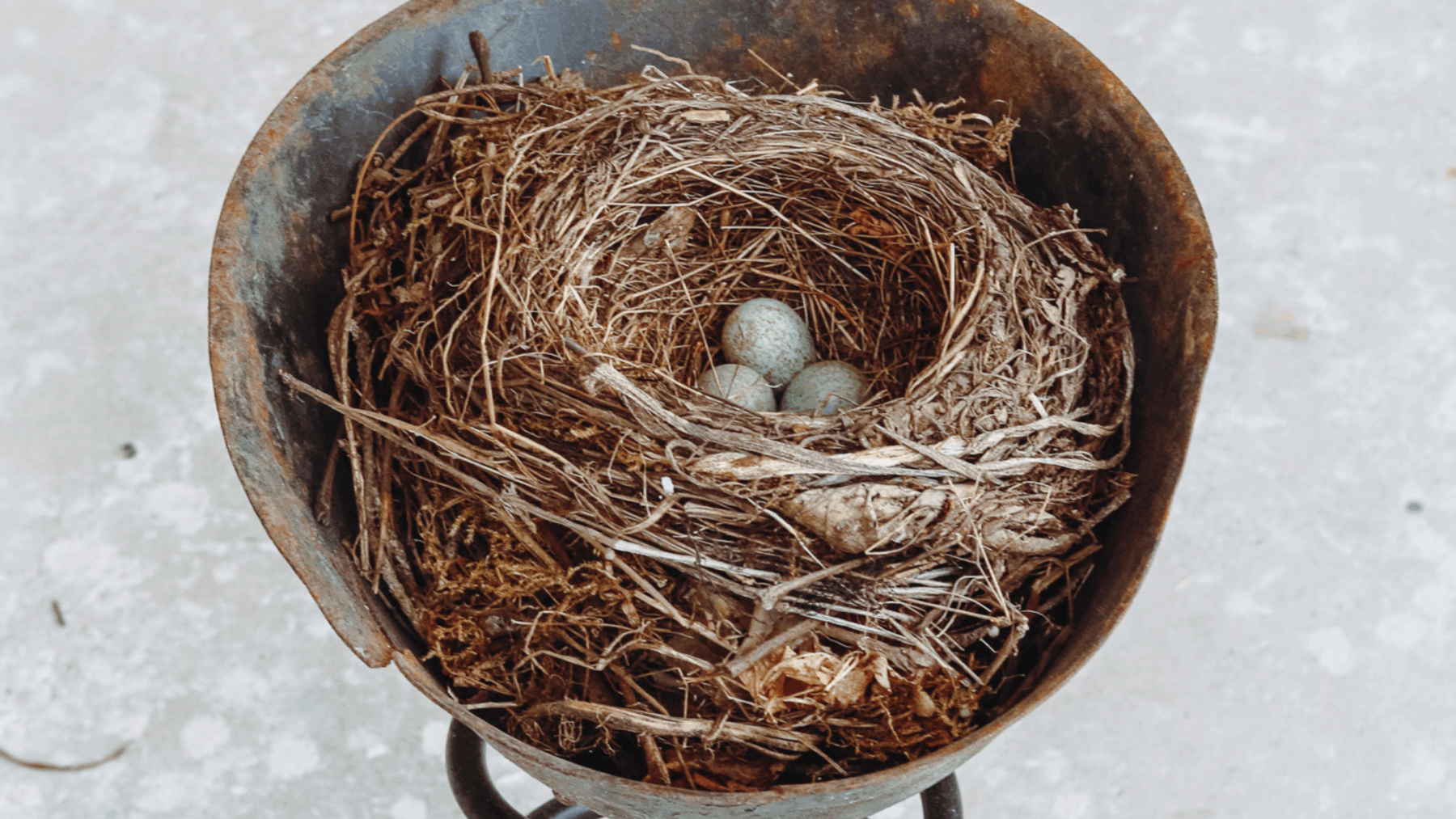 Drei Wachteleier liegen in einem Nest in einer Schale aus Eisen.