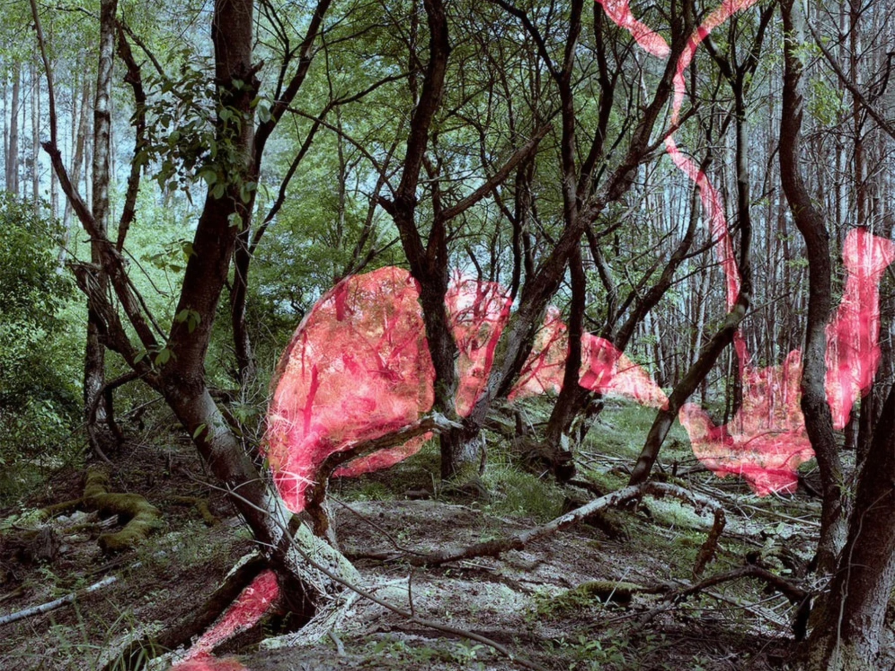 Ein Wald durch den sich ein rosafarbenes digital erzeugtes Band windet.